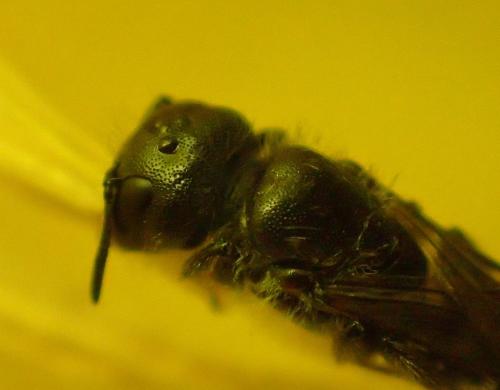 Chelostoma florisomne